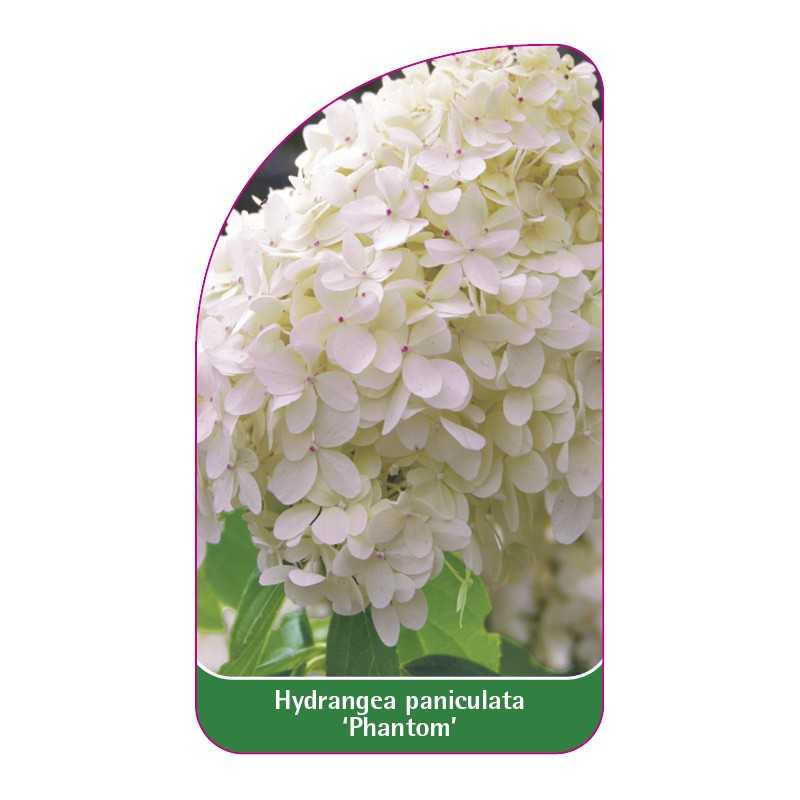 hydrangea-paniculata-phantom-a1