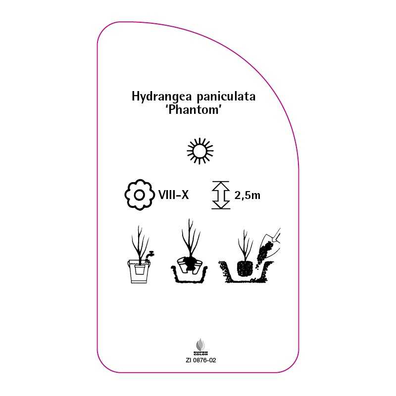 hydrangea-paniculata-phantom-a0