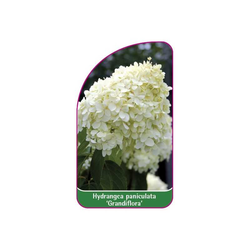 hydrangea-paniculata-grandiflora-mini1