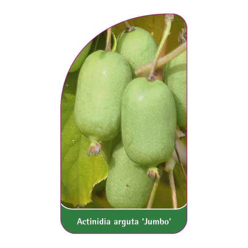actinidia-arguta-jumbo-1