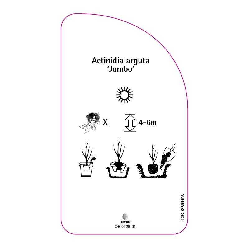 actinidia-arguta-jumbo-0
