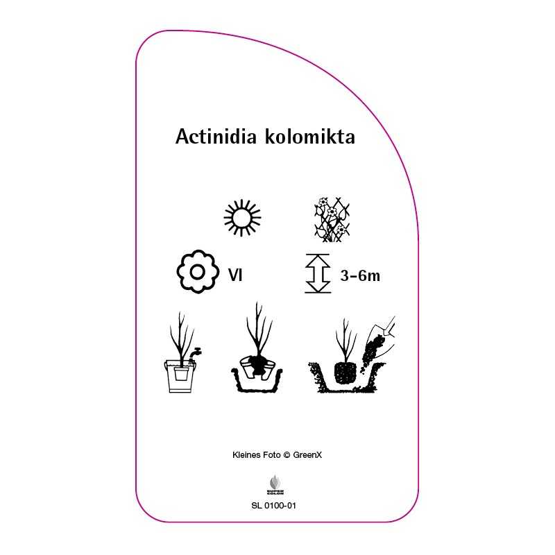 actinidia-kolomikta0