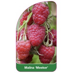 Malina 'Meeker'
