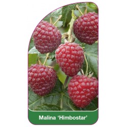 Malina 'Himbostar'