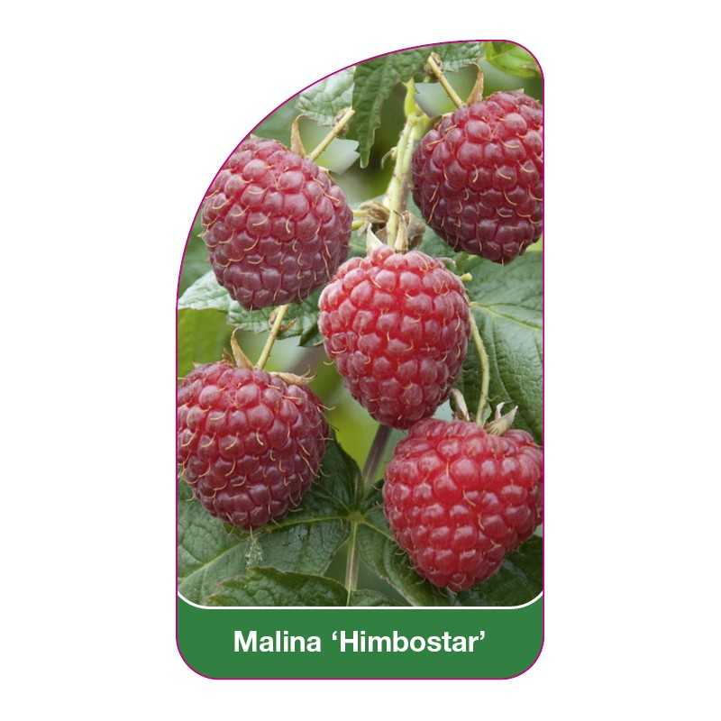 malina-himbostar-1