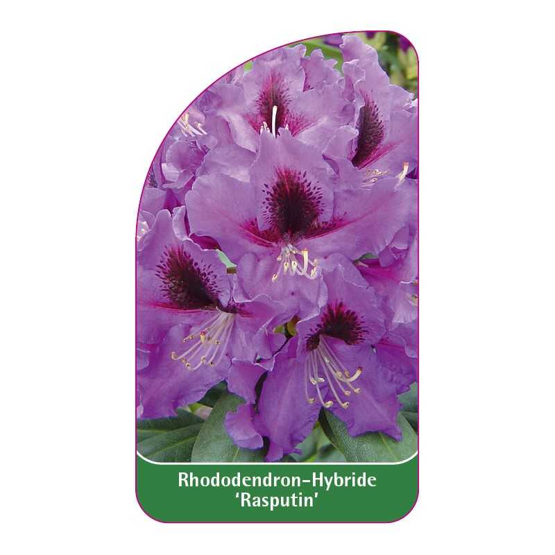 rhododendron-rasputin-a1