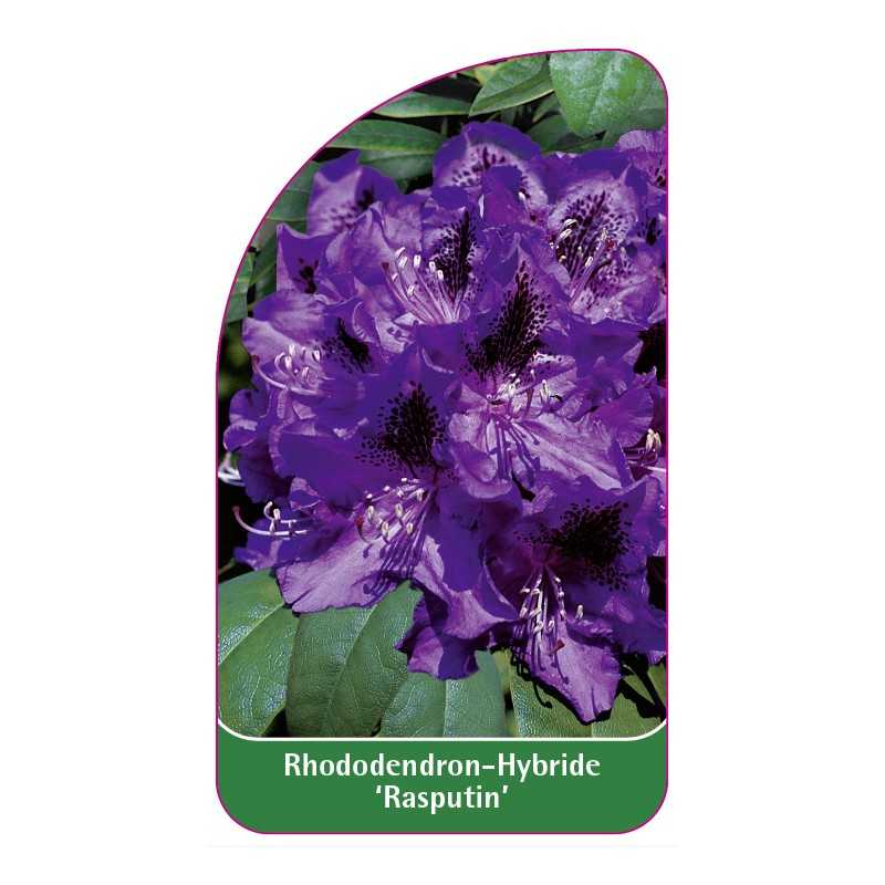 rhododendron-rasputin-c1