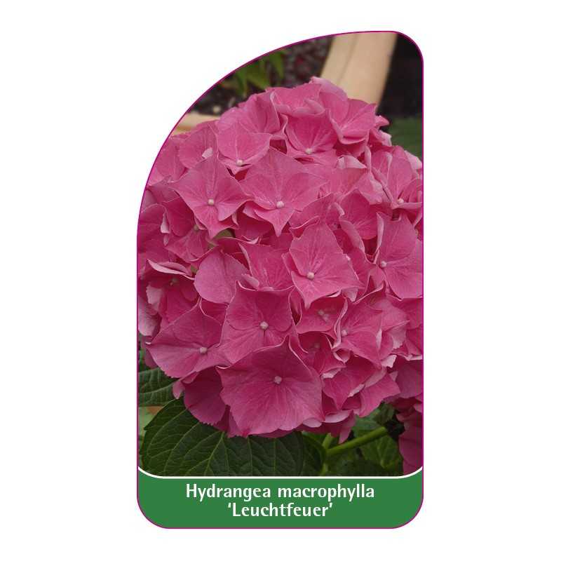 hydrangea-macrophylla-leuchtfeuer-b1