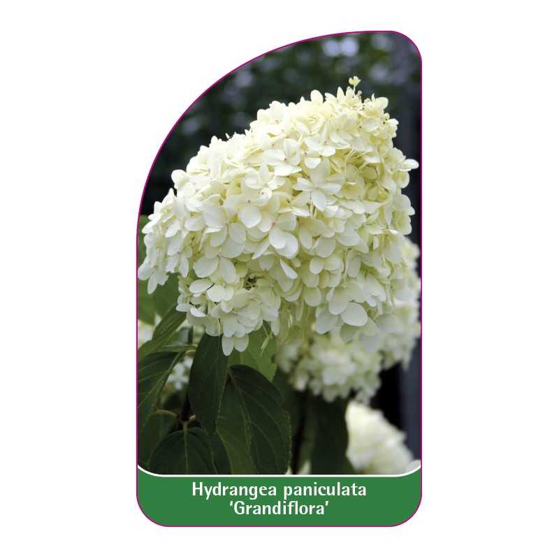 hydrangea-paniculata-grandiflora-c1