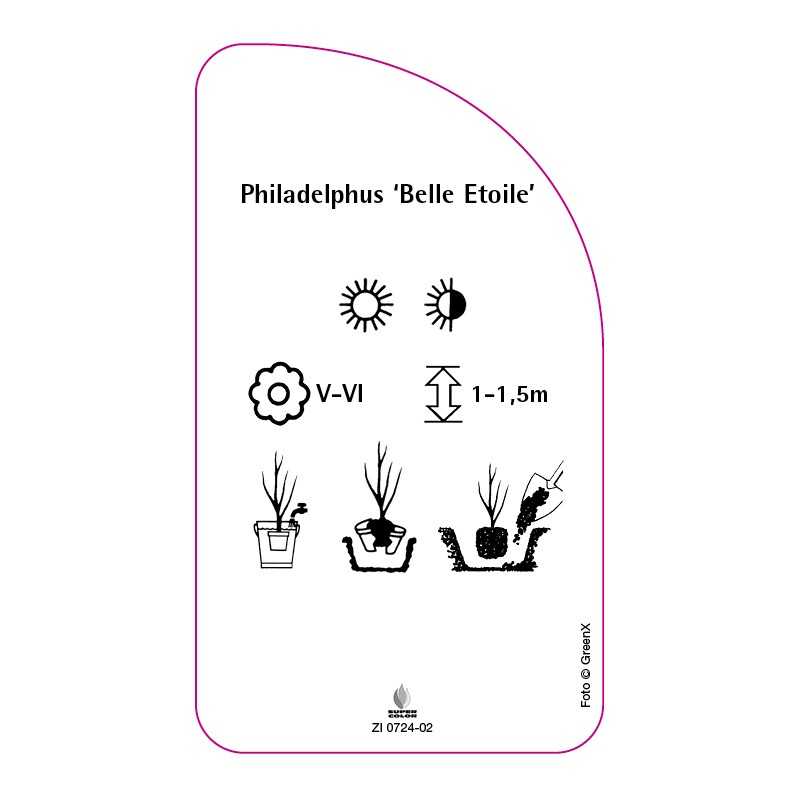 philadelphus-belle-etoile-0