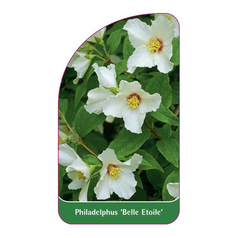 philadelphus-belle-etoile-b1