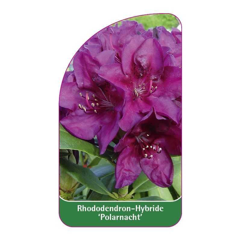 rhododendron-polarnacht-1