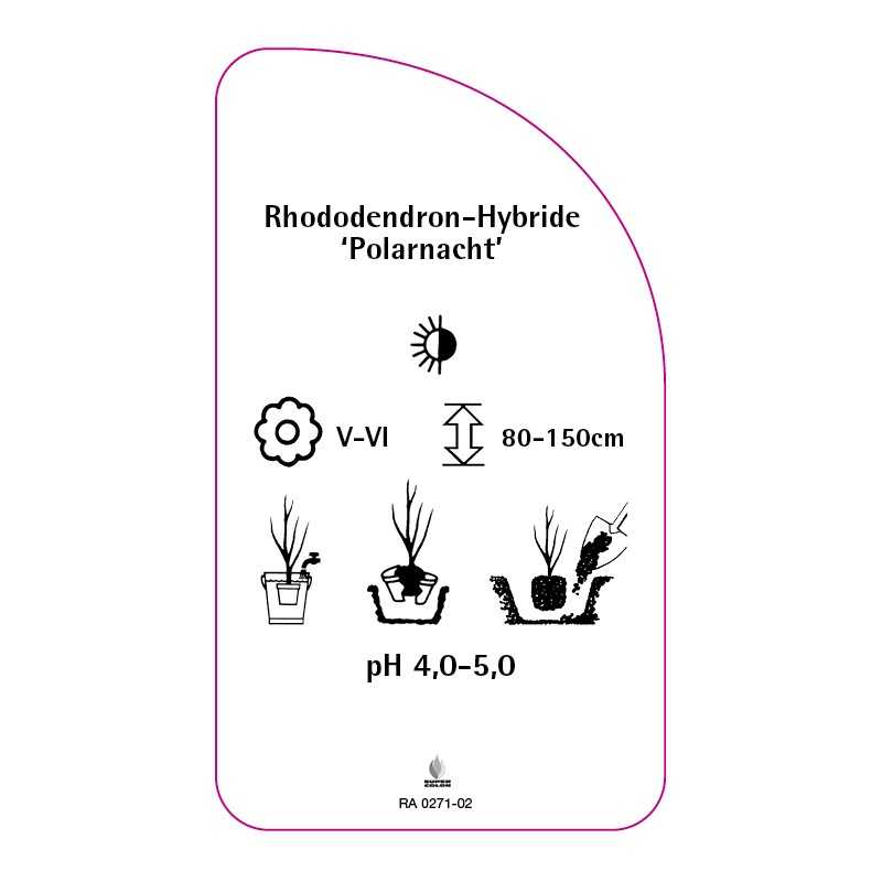 rhododendron-polarnacht-0