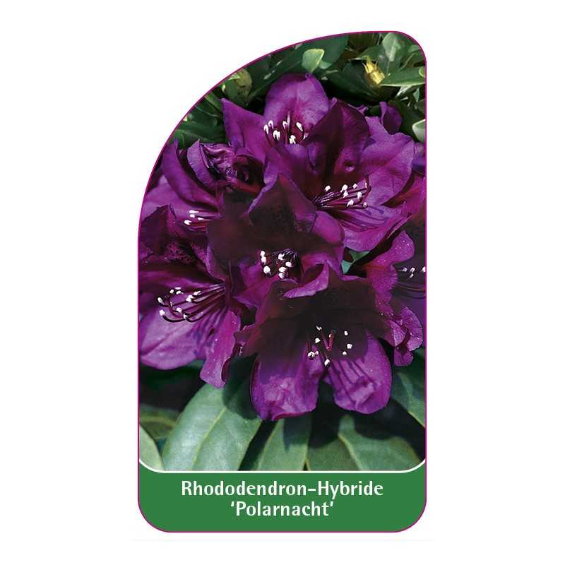 rhododendron-polarnacht-b1