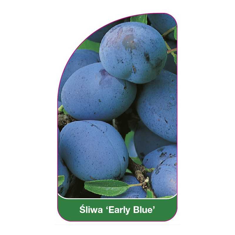 sliwa-early-blue-1