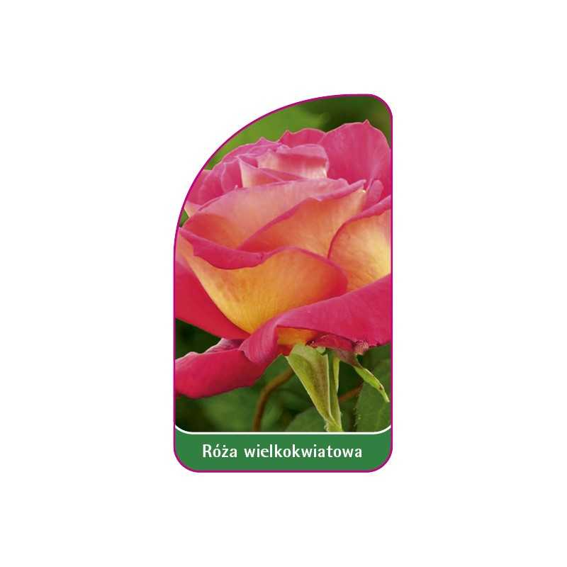 roza-wielkokwiatowa-235-mini1