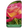 roza-wielkokwiatowa-235-mini1