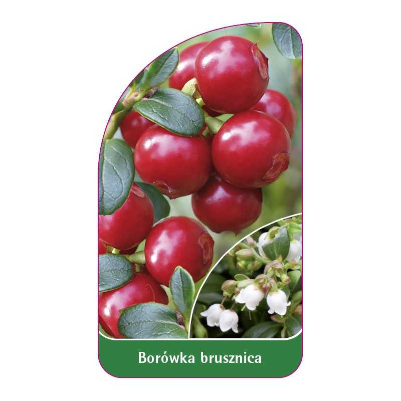 borowka-brusznica-vaccinium-vitis-idaea1