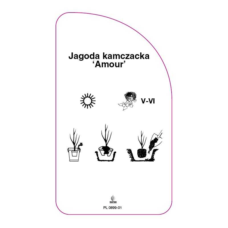 jagoda-kamczacka-amour-0