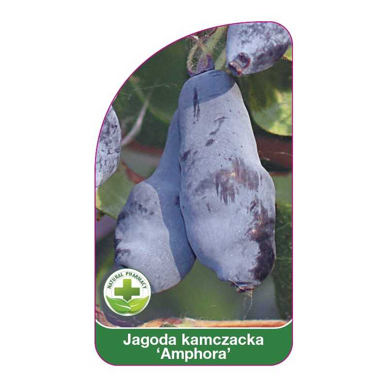 jagoda-kamczacka-amphora-1