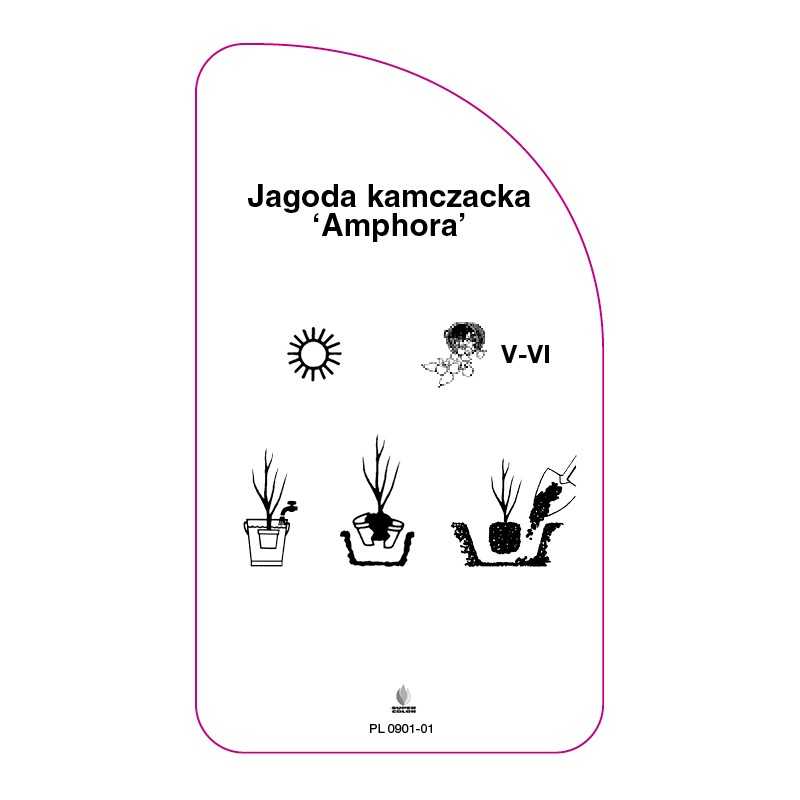jagoda-kamczacka-amphora-0