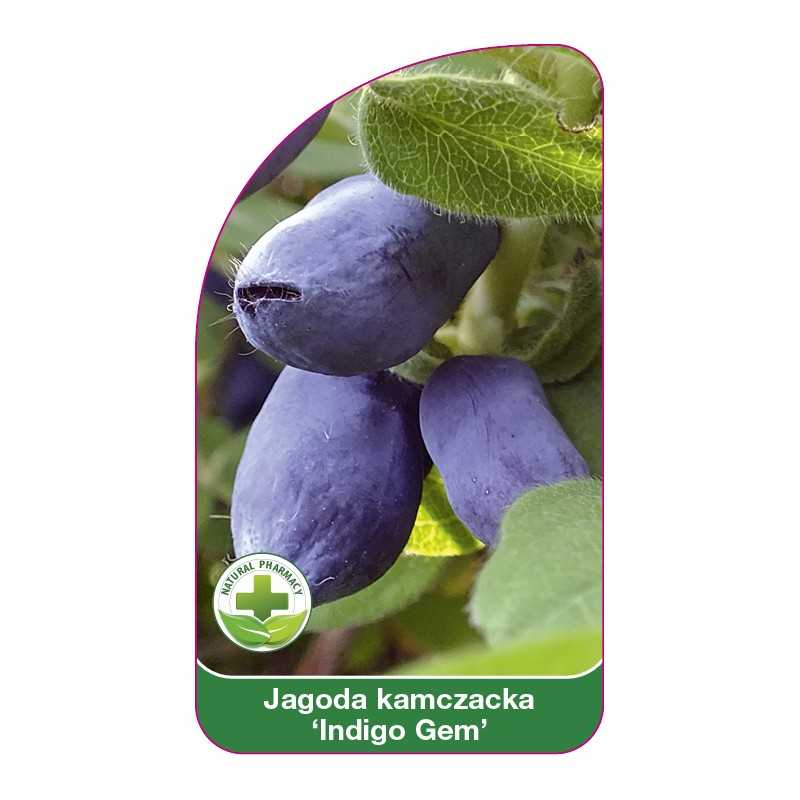 jagoda-kamczacka-indigo-gem-1
