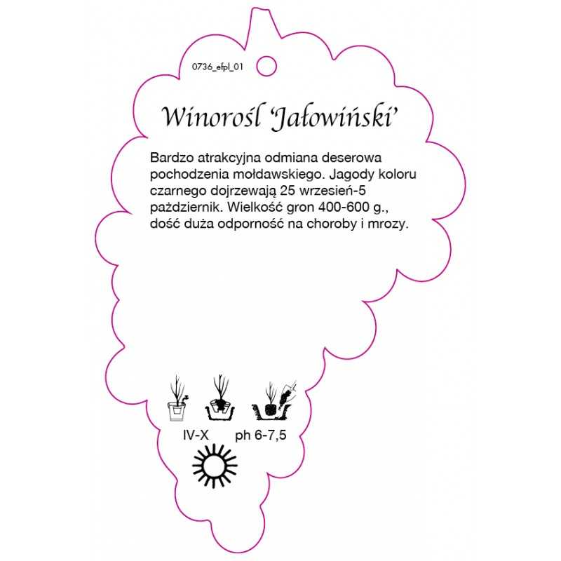 winorosl-jalowinski-jumbo0