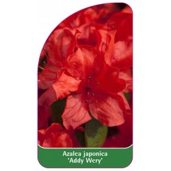 Azalea japonica 'Addy Wery'