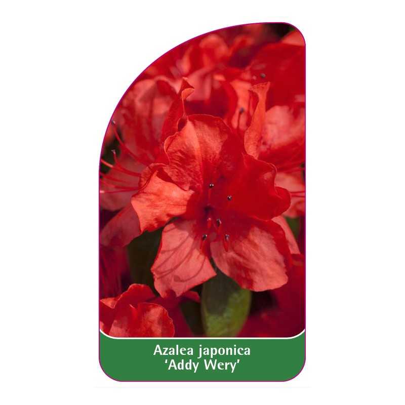 azalea-japonica-addy-wery-1