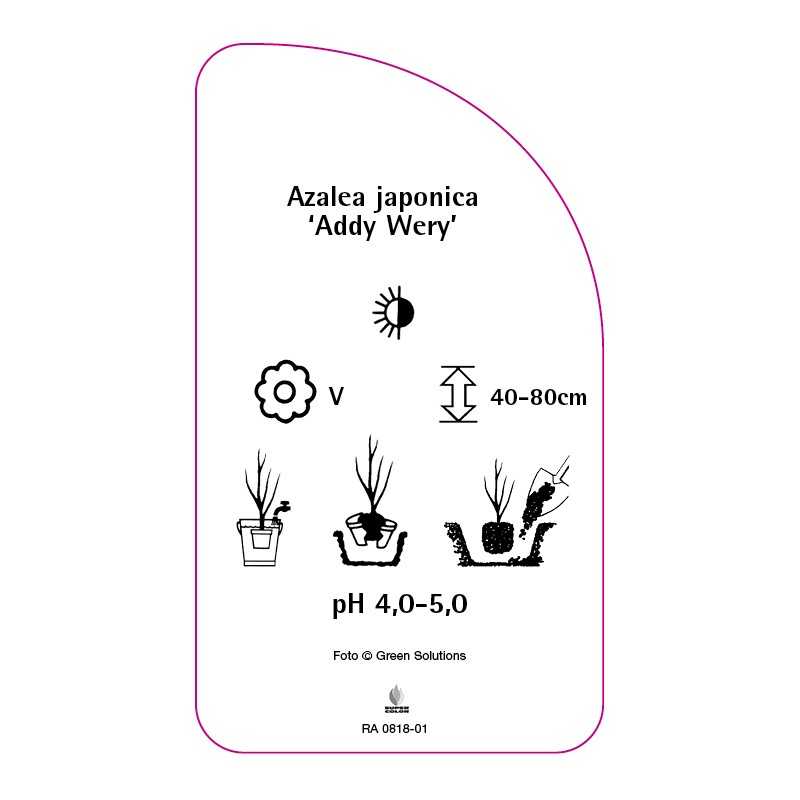 azalea-japonica-addy-wery-0
