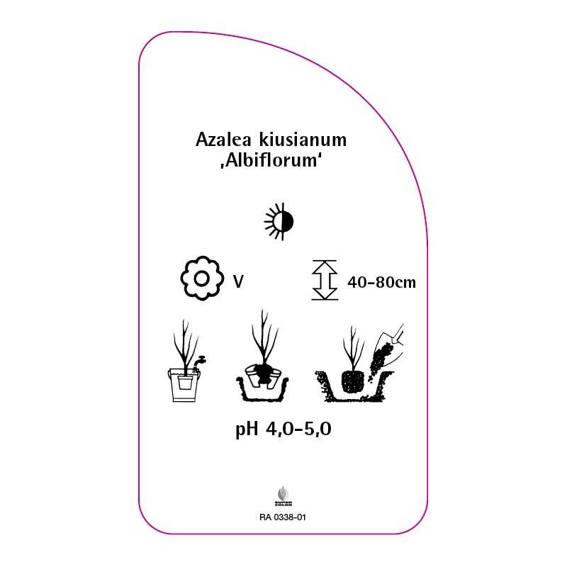 azalea-kiusianum-albiflorum-0