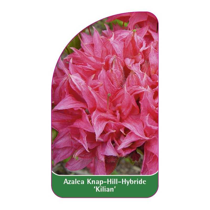 azalea-kilian-b1