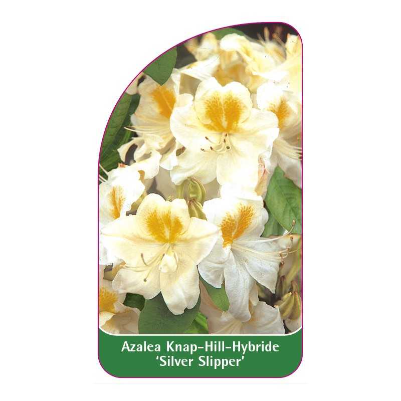 azalea-silver-slipper-1