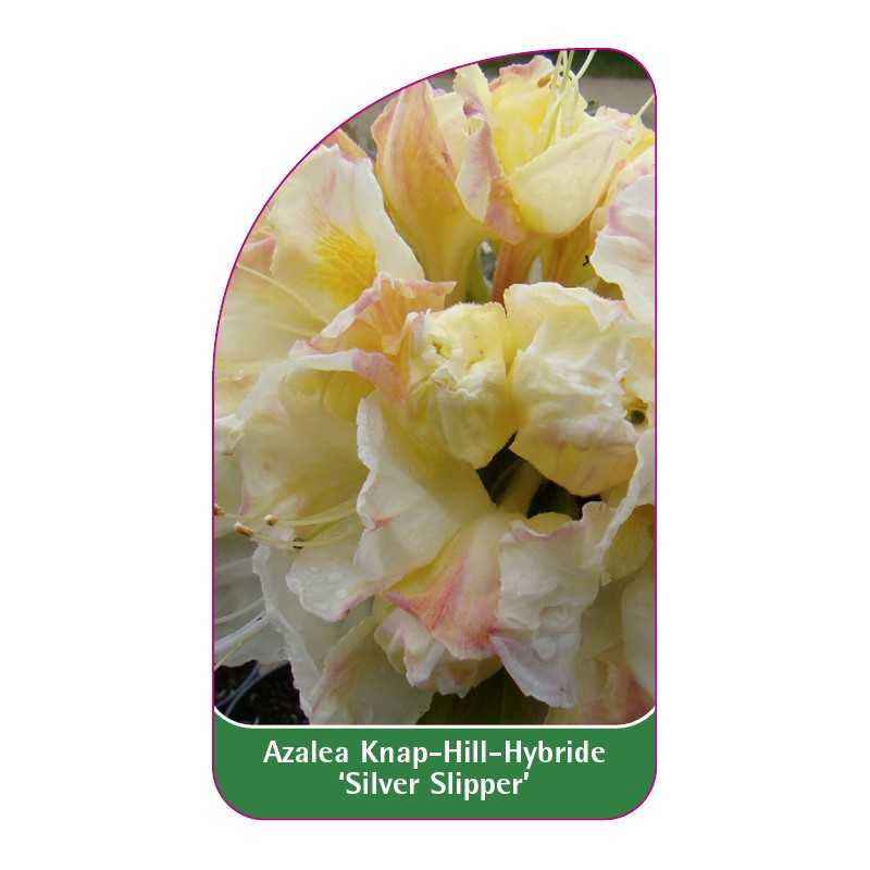 azalea-silver-slipper-b1