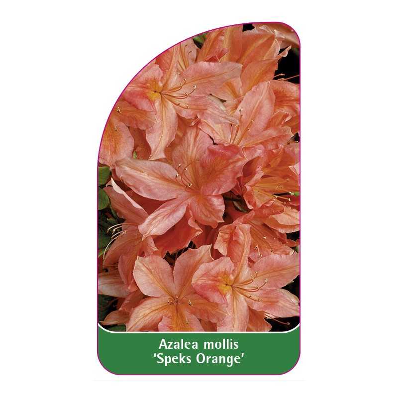azalea-mollis-speks-orange-1