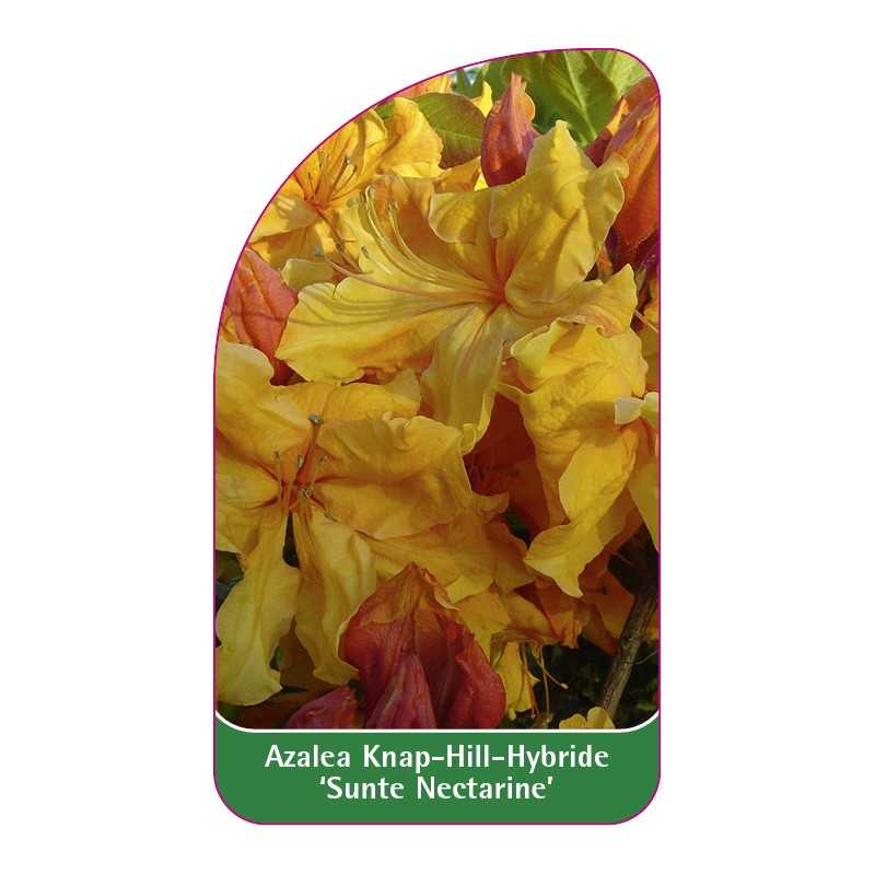 azalea-sunte-nectarine-1