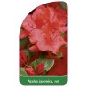 azalea-japonica-rot-d-standard1