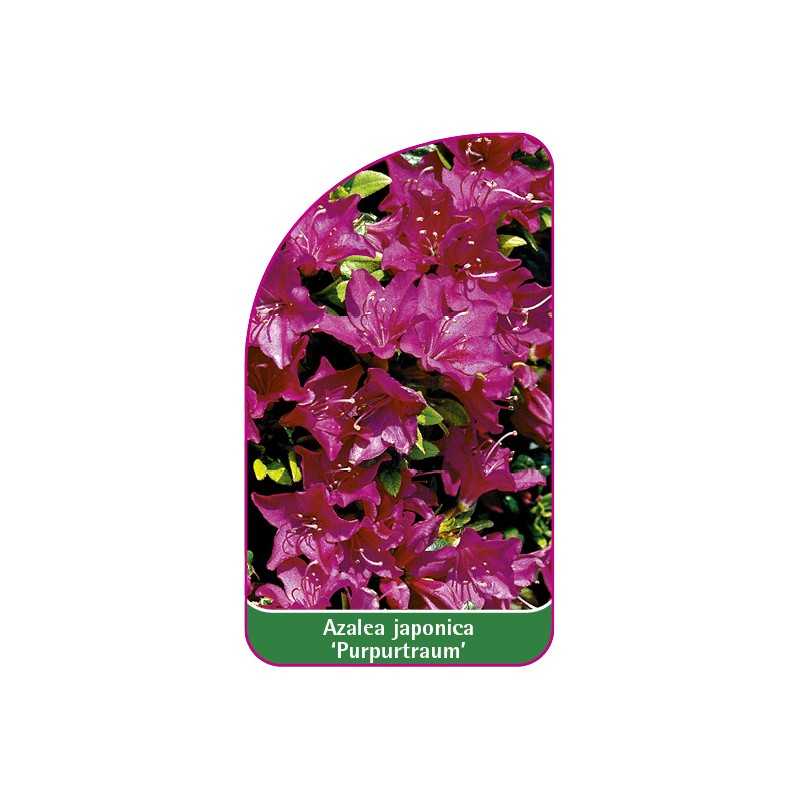 azalea-japonica-purpurtraum-1