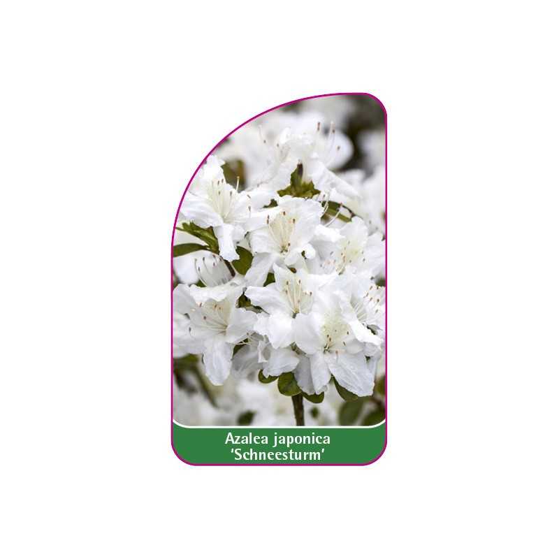 azalea-japonica-schneesturm-1