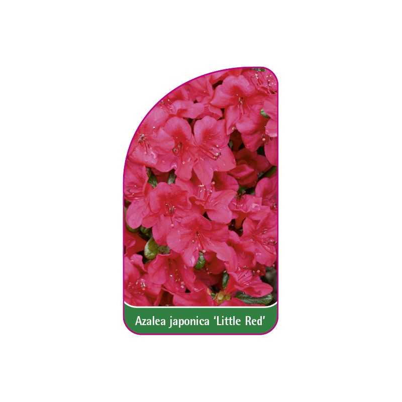 azalea-japonica-little-red-1
