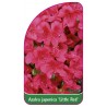 azalea-japonica-little-red-1