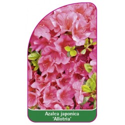 Azalea japonica 'Allotria' - C
