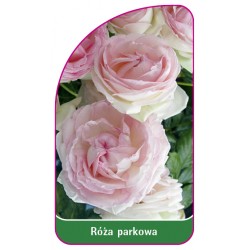 Róża parkowa 401 (mini)