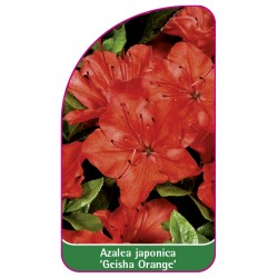 Azalea japonica 'Geisha Orange' - B