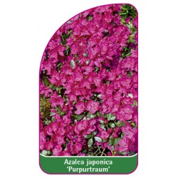 Azalea japonica 'Purpurtraum' - B