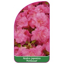 Azalea japonica 'Petticoat'