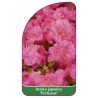 azalea-japonica-petticoat-1