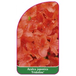 Azalea japonica 'Fridoline' - C