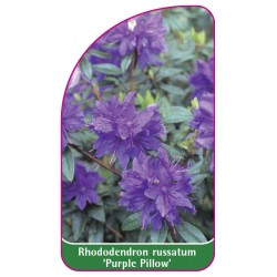 Rhododendron russatum 'Purple Pillow' (mini)