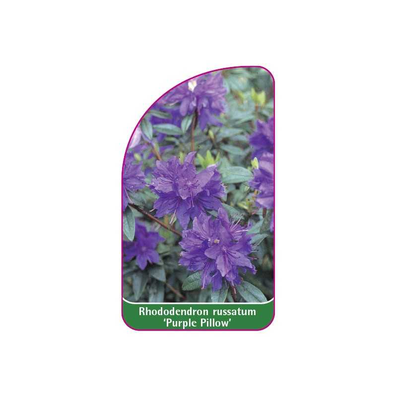 rhododendron-russatum-purple-pillow-mini1